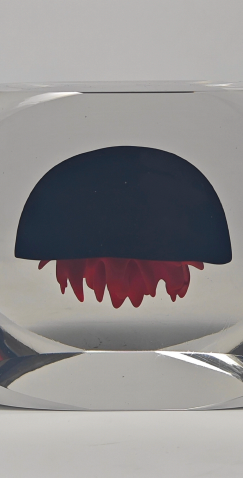 Éclat Méduse Object